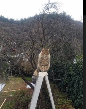 米兰体育app官网-新闻中心公布技术研发成果，新技术成果展示